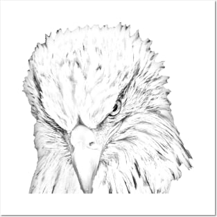 Line drawing of a Bald Eagle Posters and Art